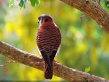 Latin America Championship 2016 selección viernes