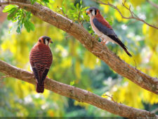 Latin America Championship 2016 selección viernes