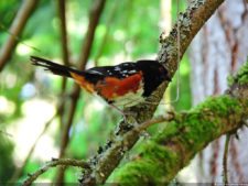 Las Galerías de un Abierto