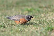 Los Otros Residentes de Chambers Bay (cortesía Jason Taylor)