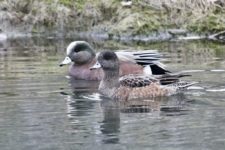 Los Otros Residentes de Chambers Bay (cortesía Jason Taylor)