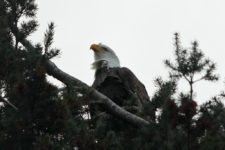 Los Otros Residentes de Chambers Bay (cortesía Jason Taylor)