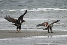 Los Otros Residentes de Chambers Bay (cortesía Jason Taylor)