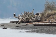 Los Otros Residentes de Chambers Bay (cortesía Jason Taylor)