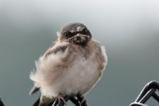Los Otros Residentes de Chambers Bay (cortesía Jason Taylor)