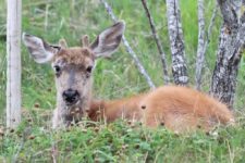 Los Otros Residentes de Chambers Bay (cortesía Jason Taylor)