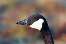 Los Otros Residentes de Chambers Bay (cortesía Jason Taylor)