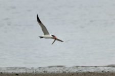 Los Otros Residentes de Chambers Bay (cortesía Jason Taylor)
