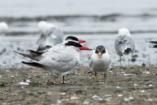 Los Otros Residentes de Chambers Bay (cortesía Jason Taylor)
