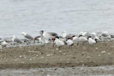 Los Otros Residentes de Chambers Bay (cortesía Jason Taylor)