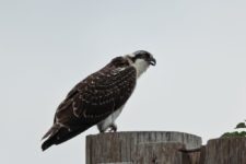 Los Otros Residentes de Chambers Bay (cortesía Jason Taylor)