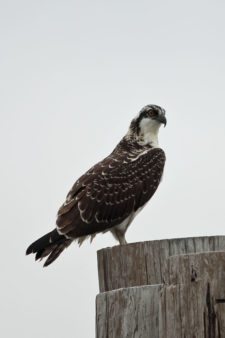 Los Otros Residentes de Chambers Bay (cortesía Jason Taylor)