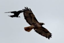 Los Otros Residentes de Chambers Bay (cortesía Jason Taylor)