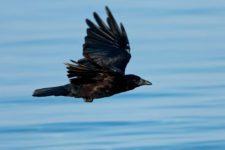Los Otros Residentes de Chambers Bay (cortesía Jason Taylor)