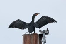 Los Otros Residentes de Chambers Bay (cortesía Jason Taylor)