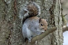 Los Otros Residentes de Chambers Bay (cortesía Jason Taylor)