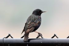 Los Otros Residentes de Chambers Bay (cortesía Jason Taylor)