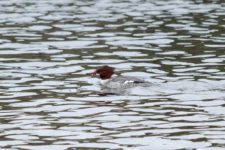 Los Otros Residentes de Chambers Bay (cortesía Jason Taylor)