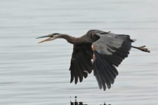 Los Otros Residentes de Chambers Bay (cortesía Jason Taylor)
