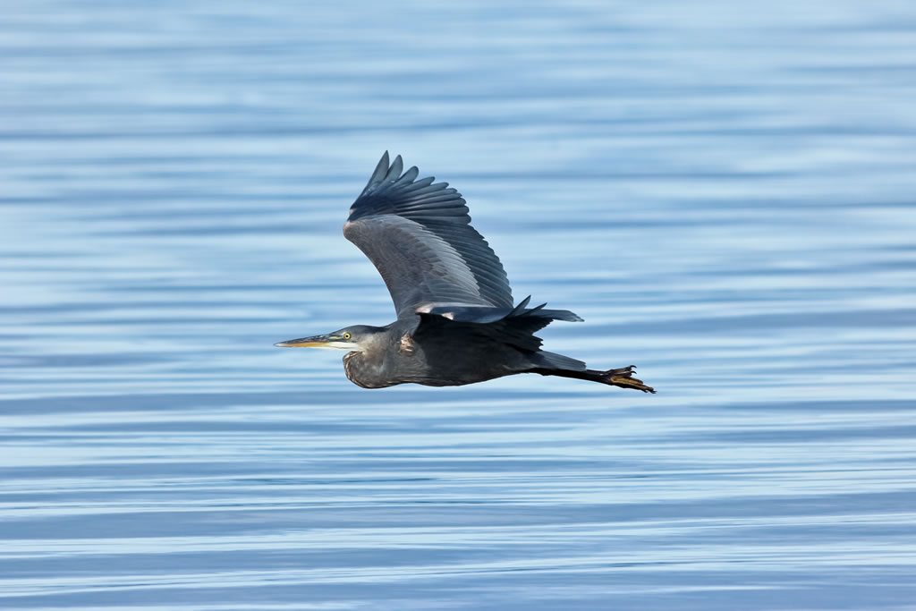 Los Otros Residentes de Chambers Bay (cortesía Jason Taylor)