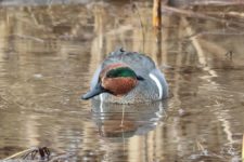Los Otros Residentes de Chambers Bay (cortesía Jason Taylor)
