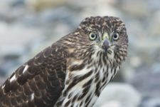 Los Otros Residentes de Chambers Bay (cortesía Jason Taylor)