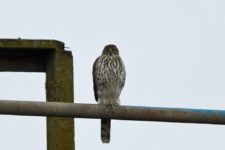 Los Otros Residentes de Chambers Bay (cortesía Jason Taylor)