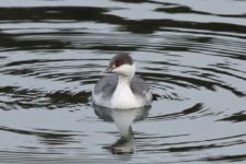 Los Otros Residentes de Chambers Bay (cortesía Jason Taylor)