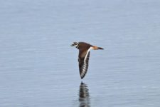 Los Otros Residentes de Chambers Bay (cortesía Jason Taylor)