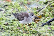 Los Otros Residentes de Chambers Bay (cortesía Jason Taylor)
