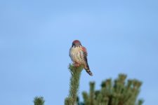 Los Otros Residentes de Chambers Bay (cortesía Jason Taylor)