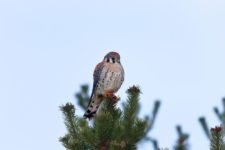 Los Otros Residentes de Chambers Bay (cortesía Jason Taylor)