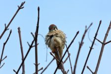 Los Otros Residentes de Chambers Bay (cortesía Jason Taylor)
