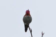 Los Otros Residentes de Chambers Bay (cortesía Jason Taylor)