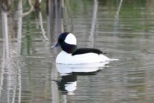 Los Otros Residentes de Chambers Bay (cortesía Jason Taylor)