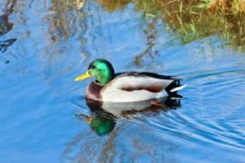 Los Otros Residentes de Chambers Bay (cortesía Jason Taylor)