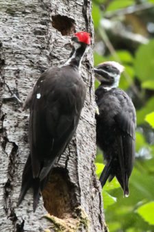 Los Otros Residentes de Chambers Bay (cortesía Jason Taylor)