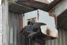 Los Otros Residentes de Chambers Bay (cortesía Jason Taylor)
