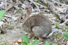 Los Otros Residentes de Chambers Bay (cortesía Jason Taylor)