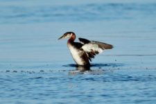 Los Otros Residentes de Chambers Bay (cortesía Jason Taylor)