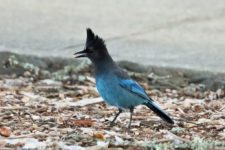 Los Otros Residentes de Chambers Bay (cortesía Jason Taylor)
