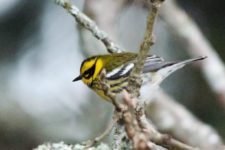 Los Otros Residentes de Chambers Bay (cortesía Jason Taylor)