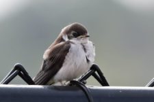 Los Otros Residentes de Chambers Bay (cortesía Jason Taylor)