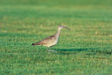 Los Otros Residentes de Chambers Bay (cortesía Jason Taylor)