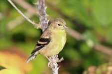 Los Otros Residentes de Chambers Bay (cortesía Jason Taylor)