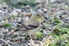 Los Otros Residentes de Chambers Bay (cortesía Jason Taylor)