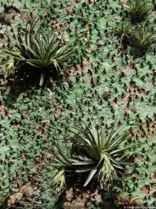 LXII Campeonato Nacional Amateur de Damas de Venezuela