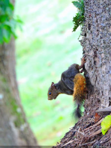 LXII Campeonato Nacional Amateur de Damas de Venezuela