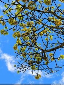 LXII Campeonato Nacional Amateur de Damas de Venezuela