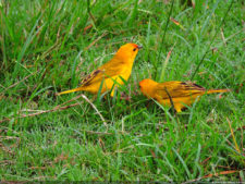 LXII Campeonato Nacional Amateur de Damas de Venezuela